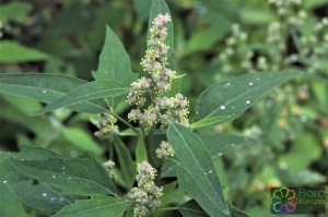 chenopodium album (2)